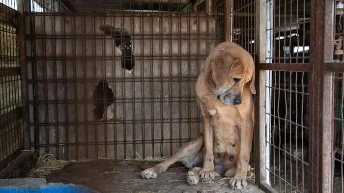 Những ngày ‘boknal’ không thịt chó đầu tiên ở Hàn Quốc